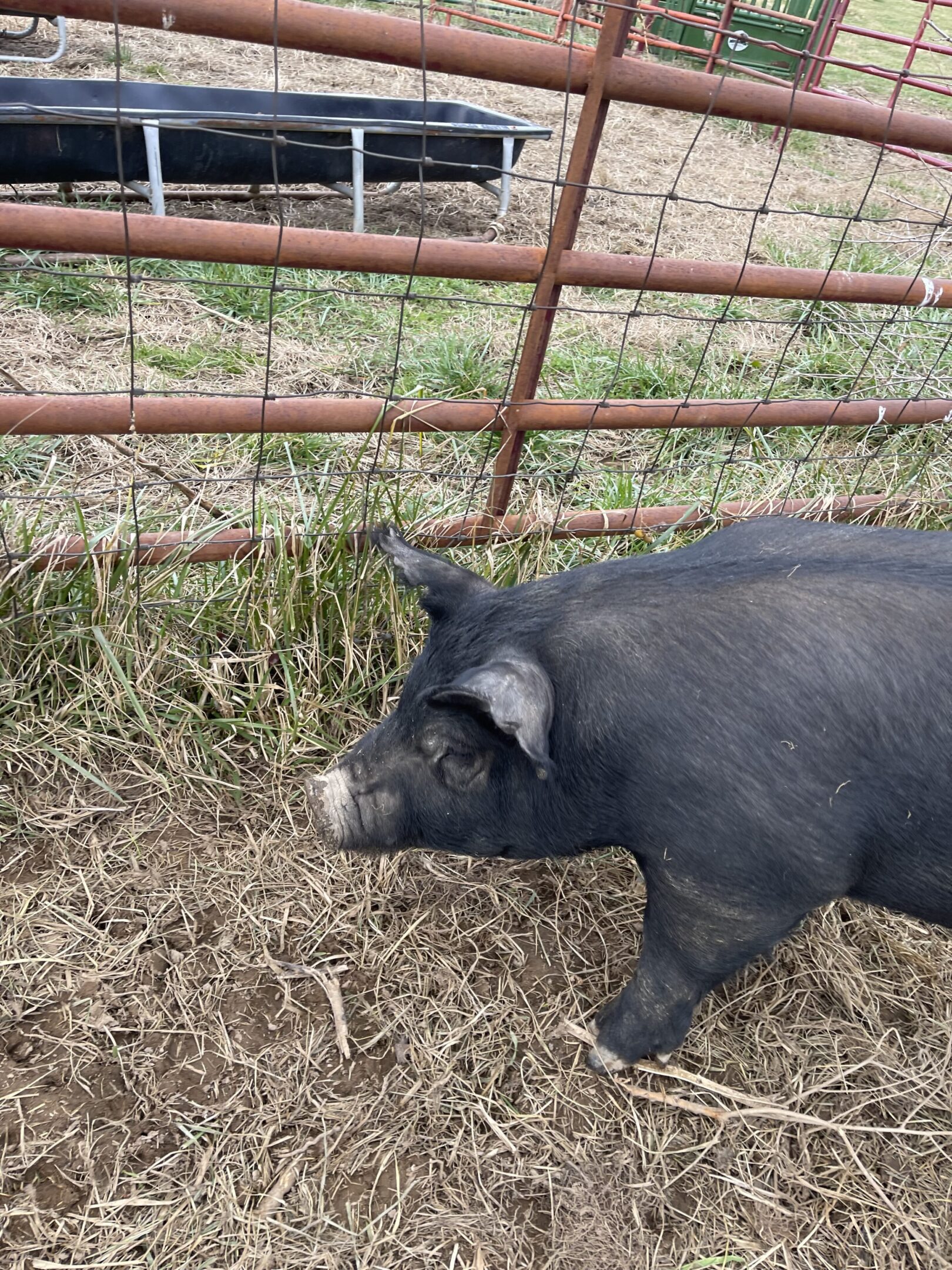 A black pig standing near a rusty metal fence in a grassy area.