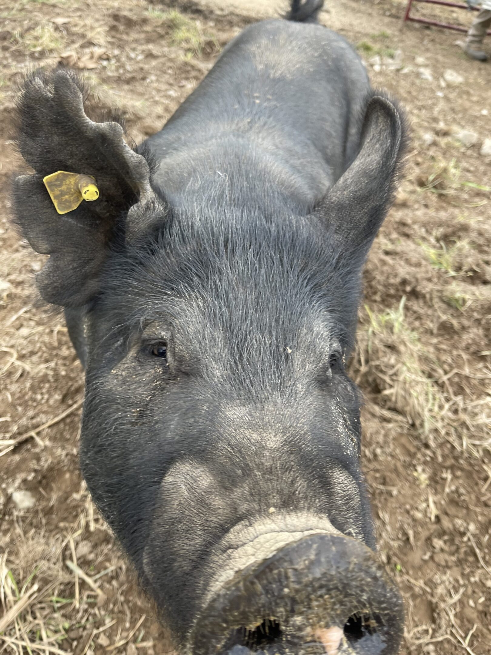 Close-up of a black pig with a yellow ear tag in a muddy area.