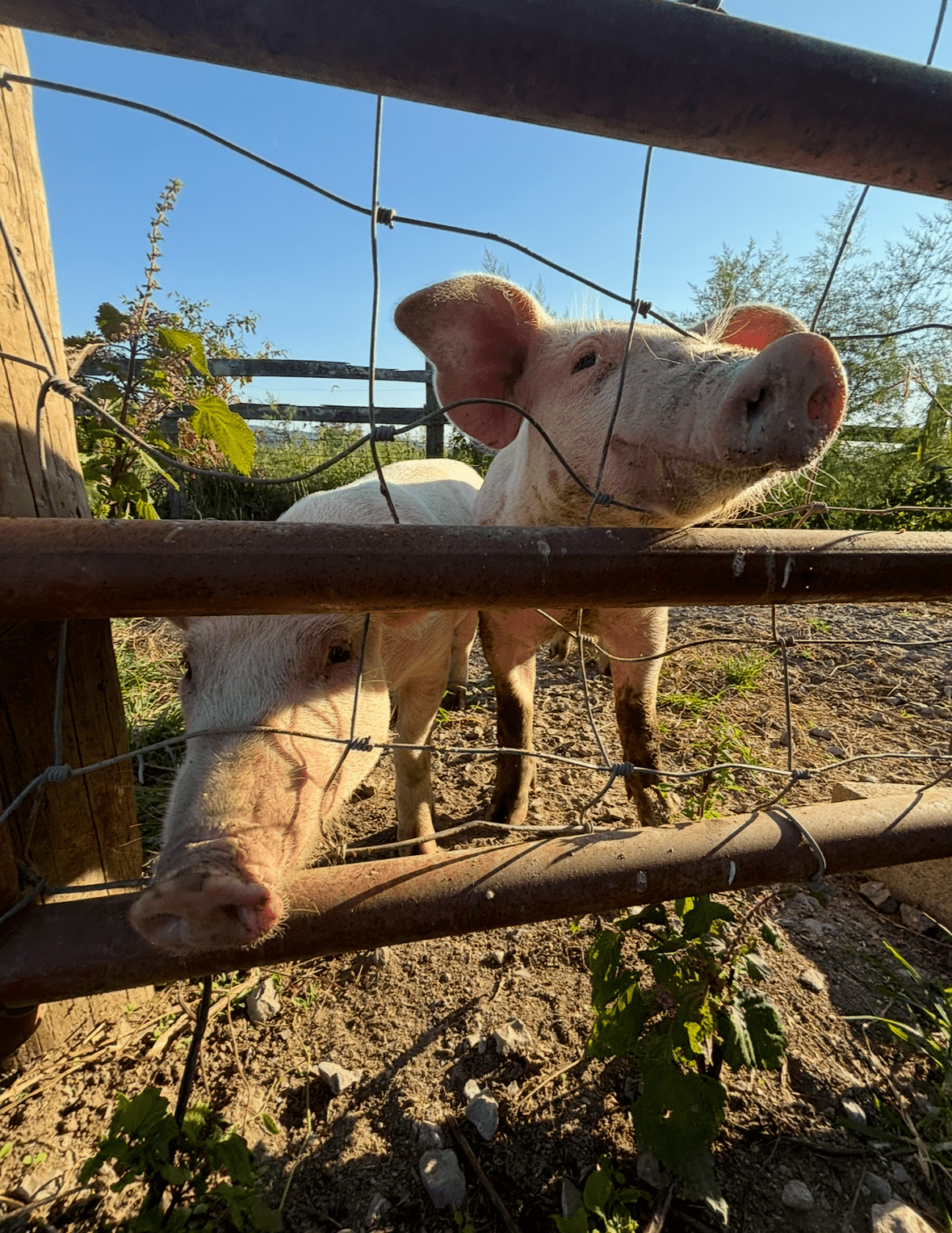 A curious piglet peeks through a fence on a sunny day.