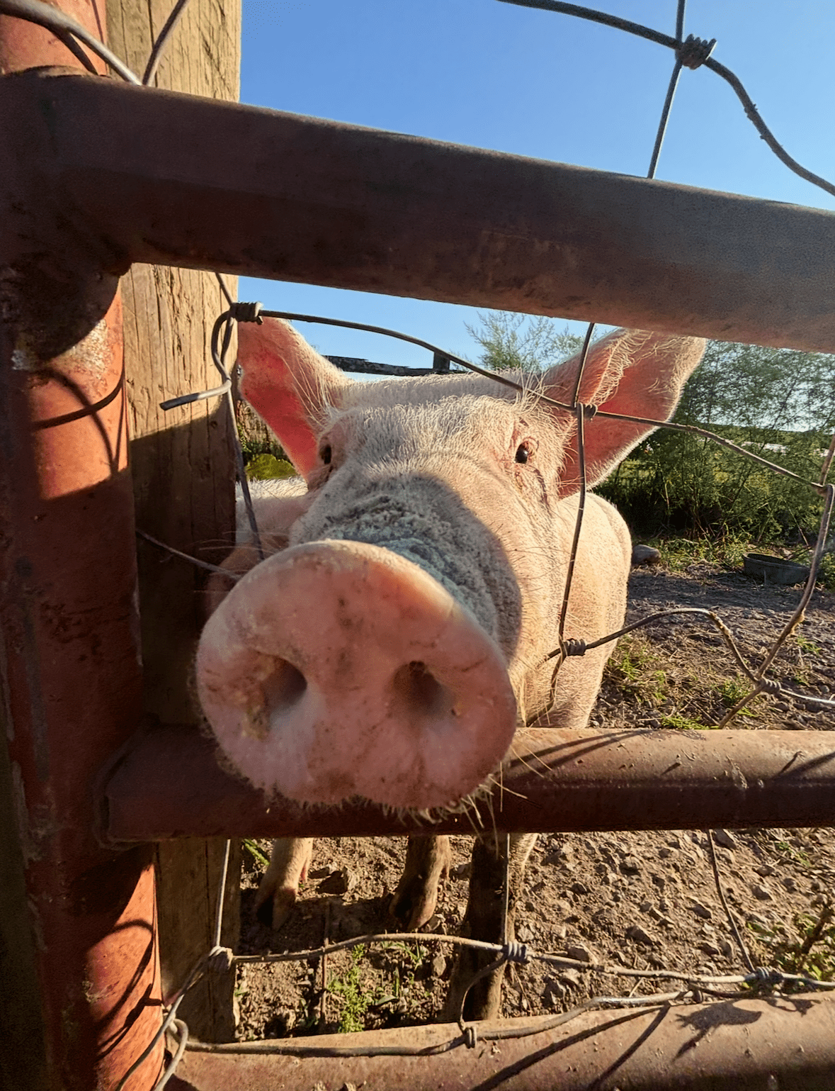 A pig peeking through a metal fence on a sunny day.