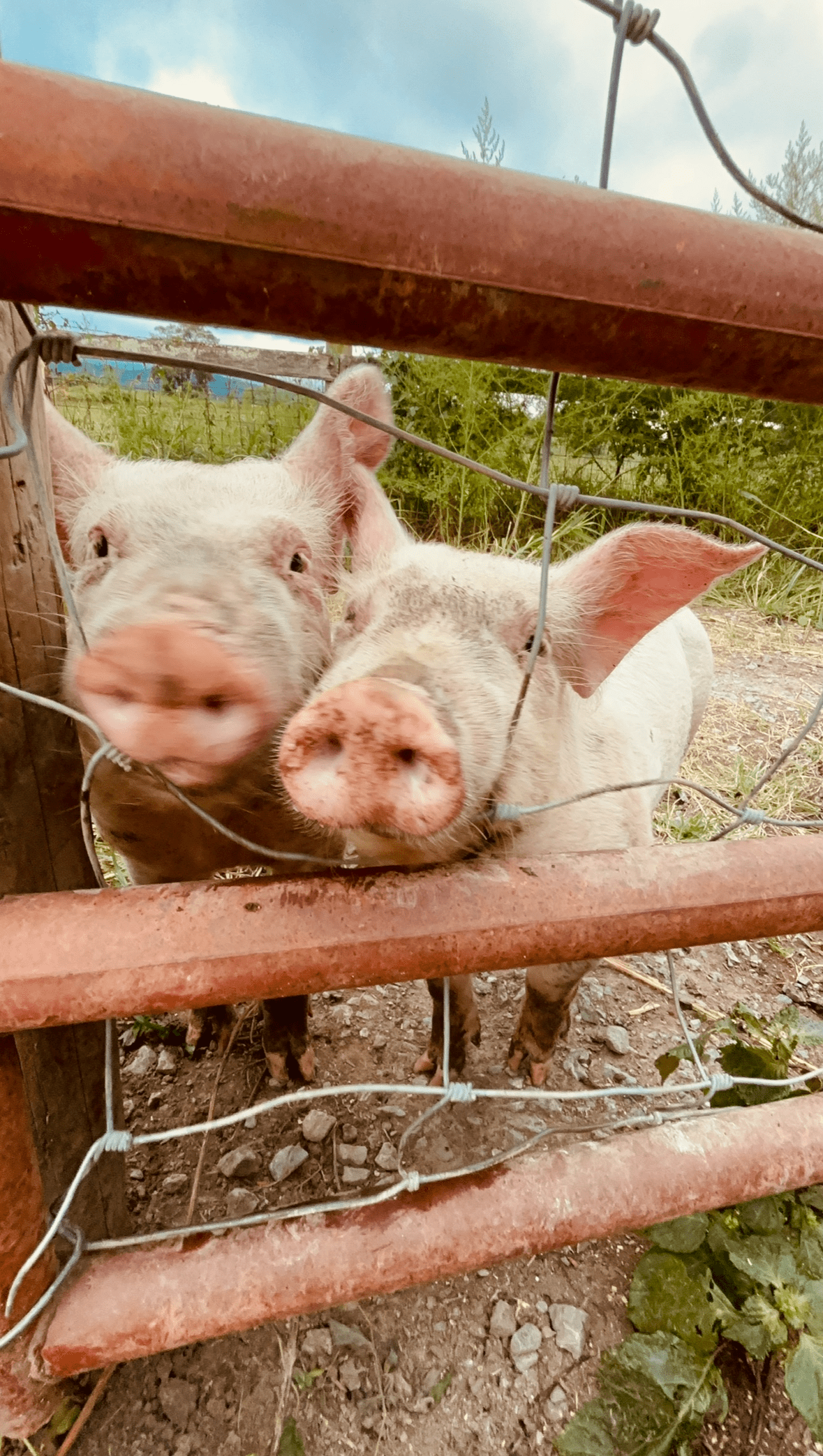 Two curious pigs peeking through a fence outdoors.