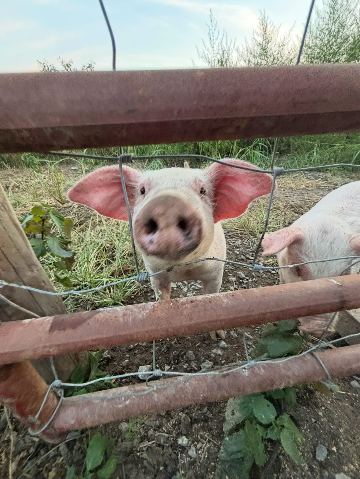 A piglet with large ears peeks through a fence.