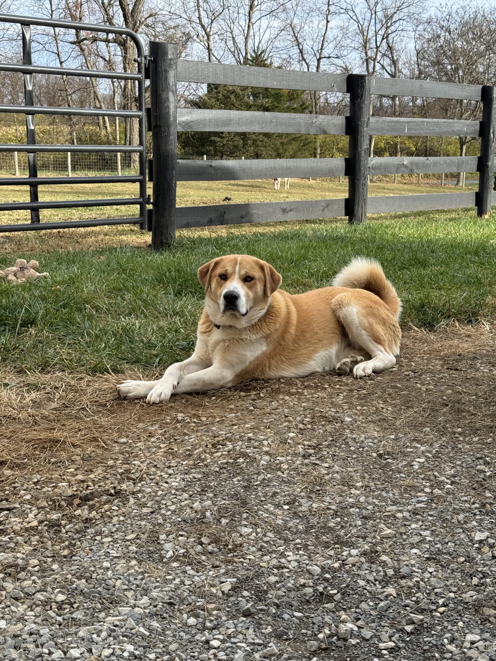 A dog lying on gravel near a grassy area with a fence in the background.
