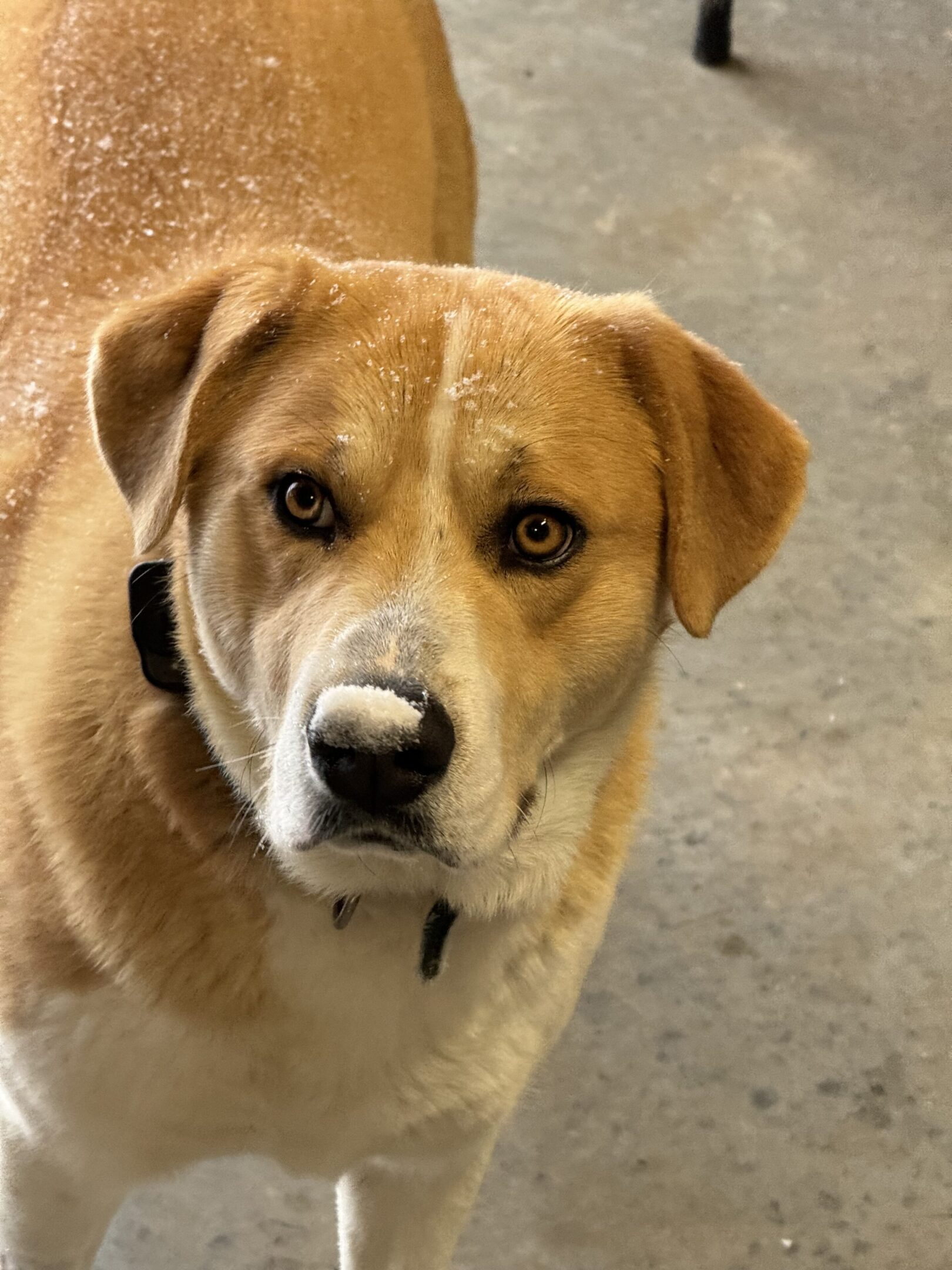 A close-up of a tan and white dog with expressive eyes.