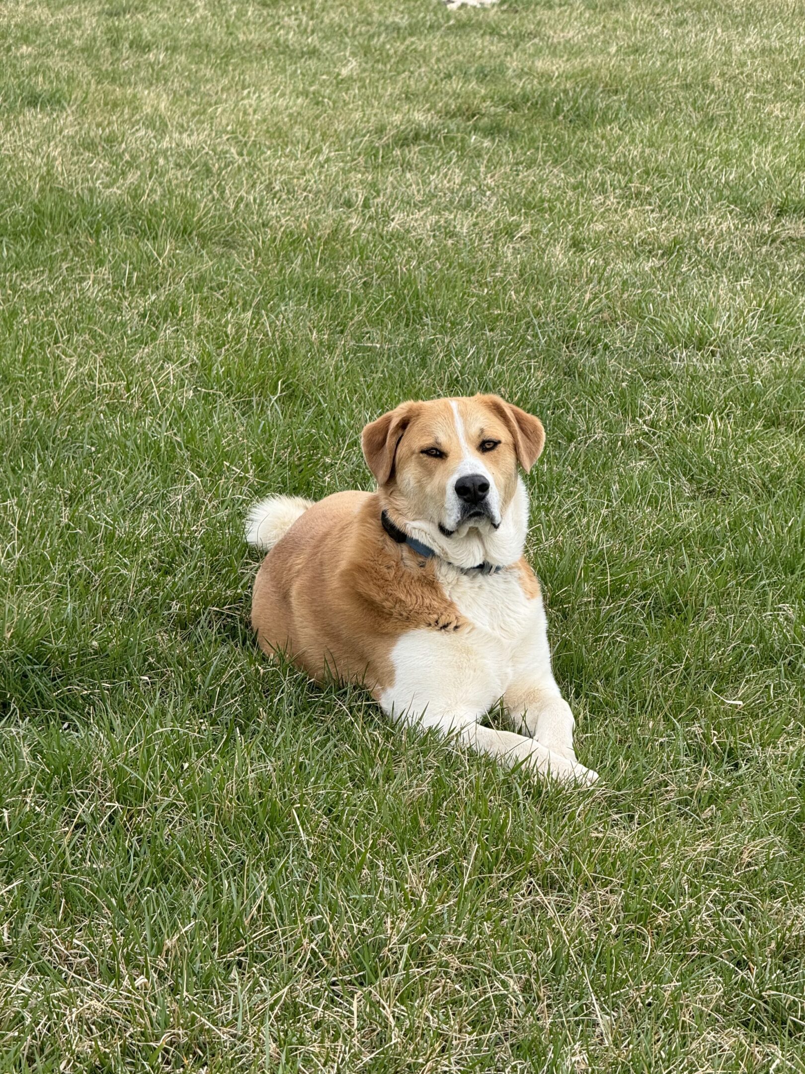 A dog lying on green grass, looking content.