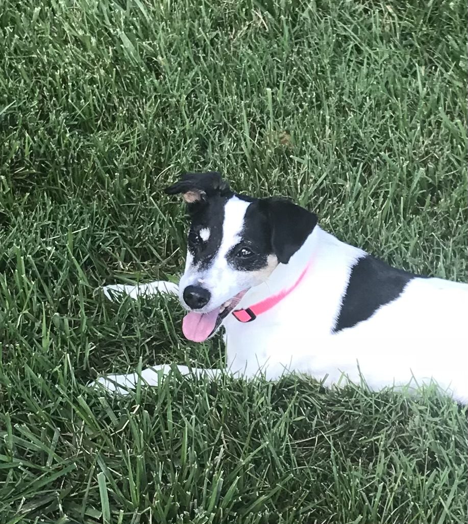Black and white dog lying on green grass with a pink collar.