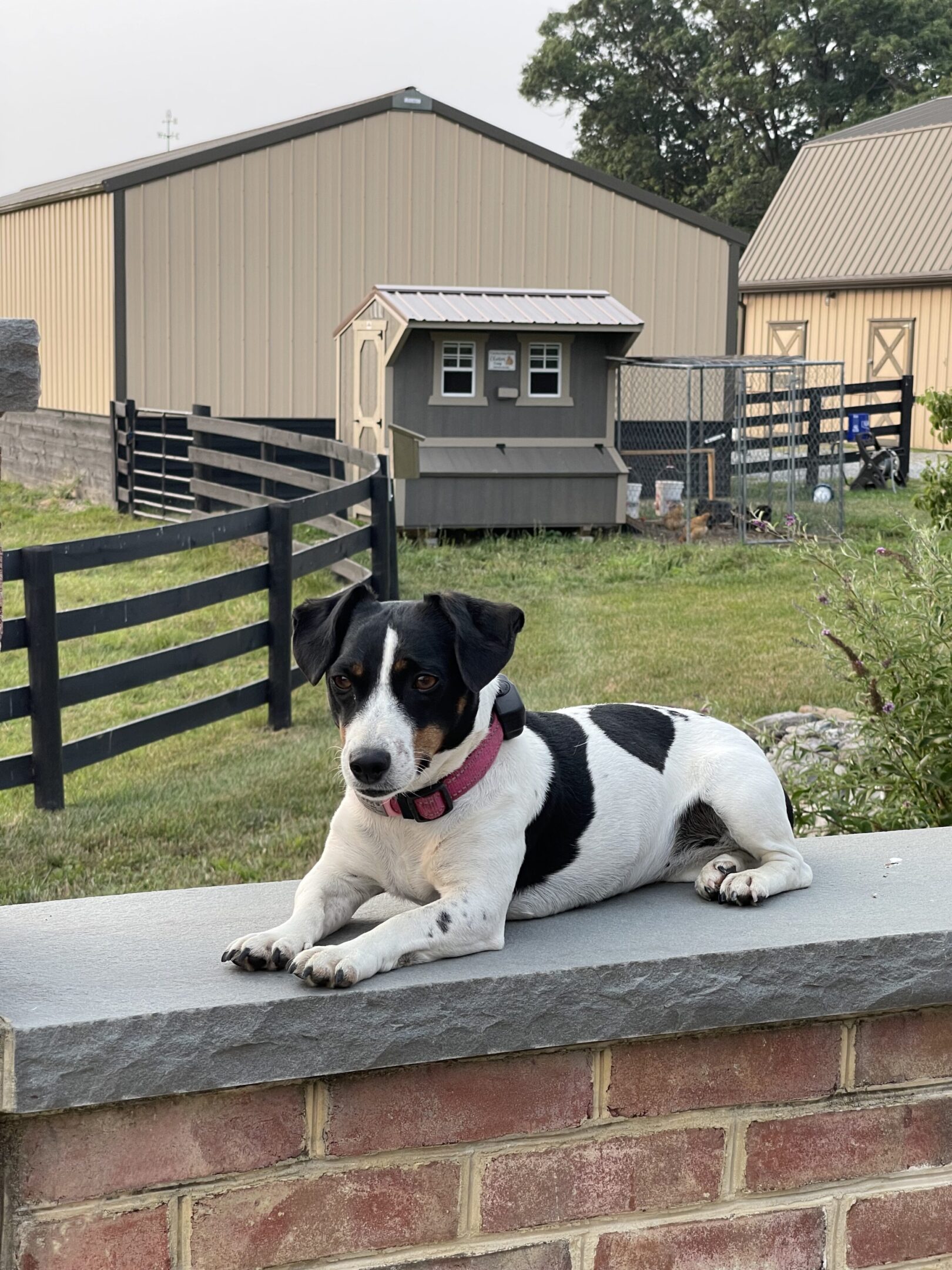 Black and white dog lying on a stone ledge outdoors.