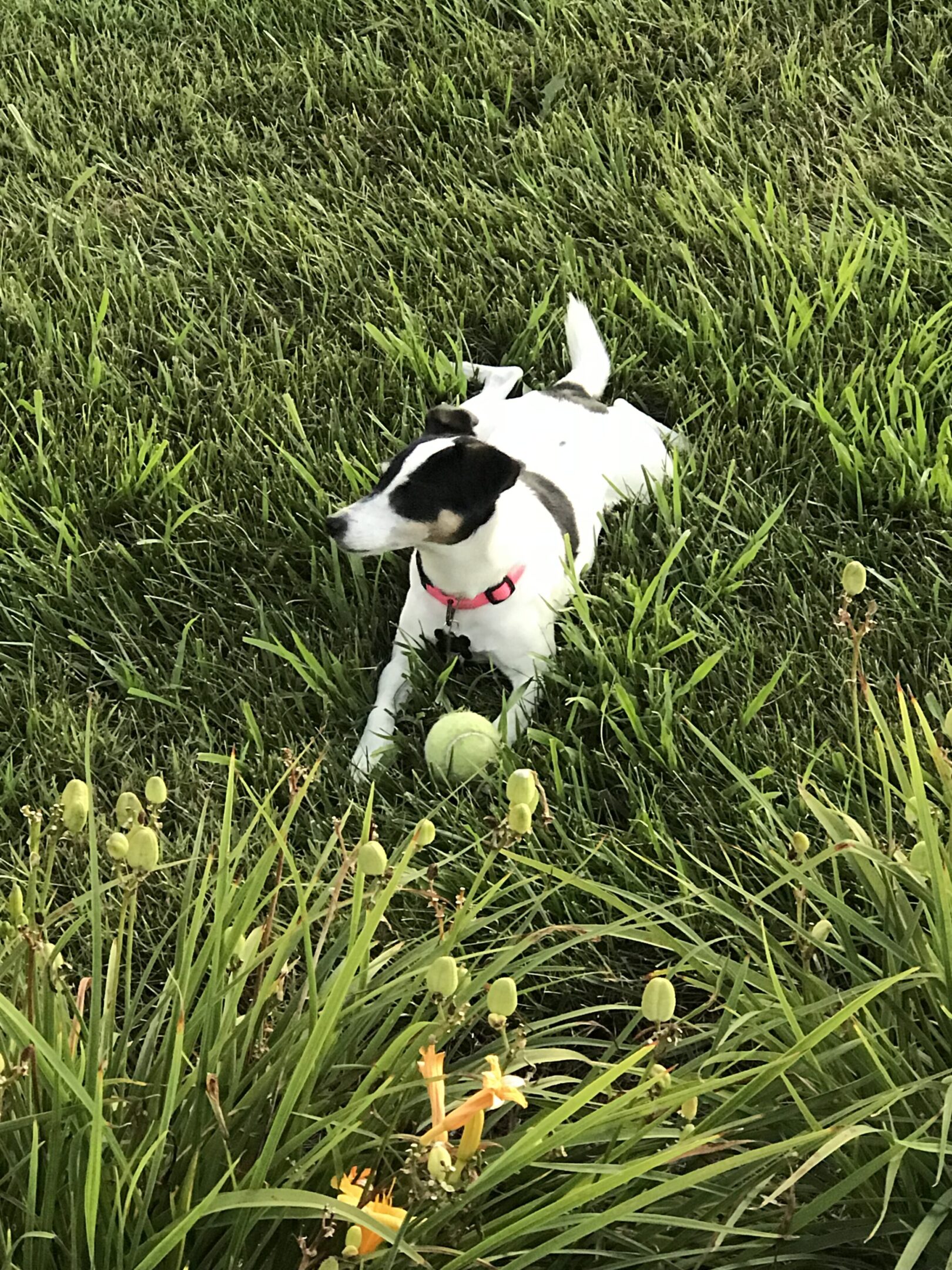 Small black and white dog playing with a tennis ball in the grass.
