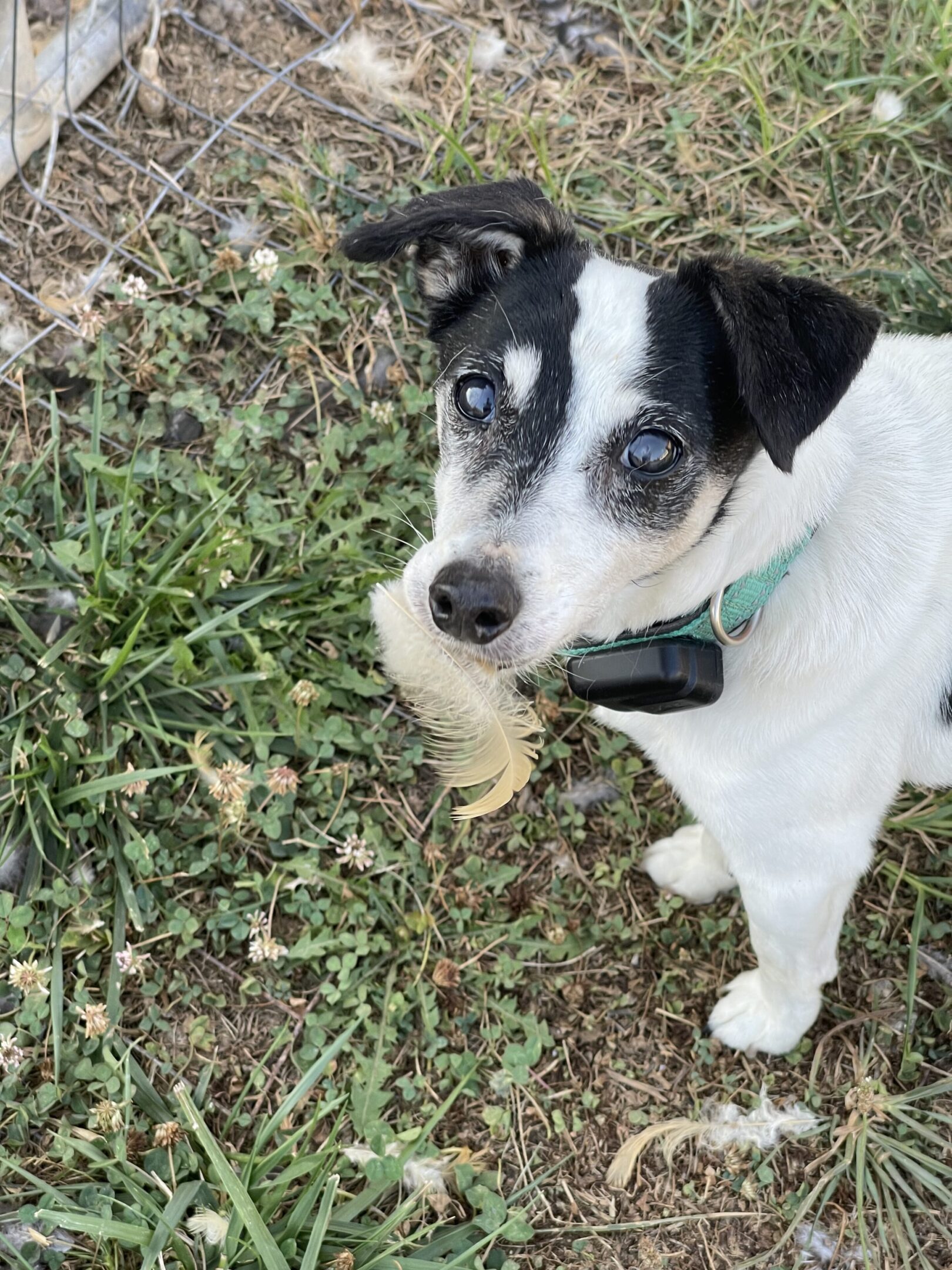 Small black and white dog holding a leaf in its mouth outdoors.