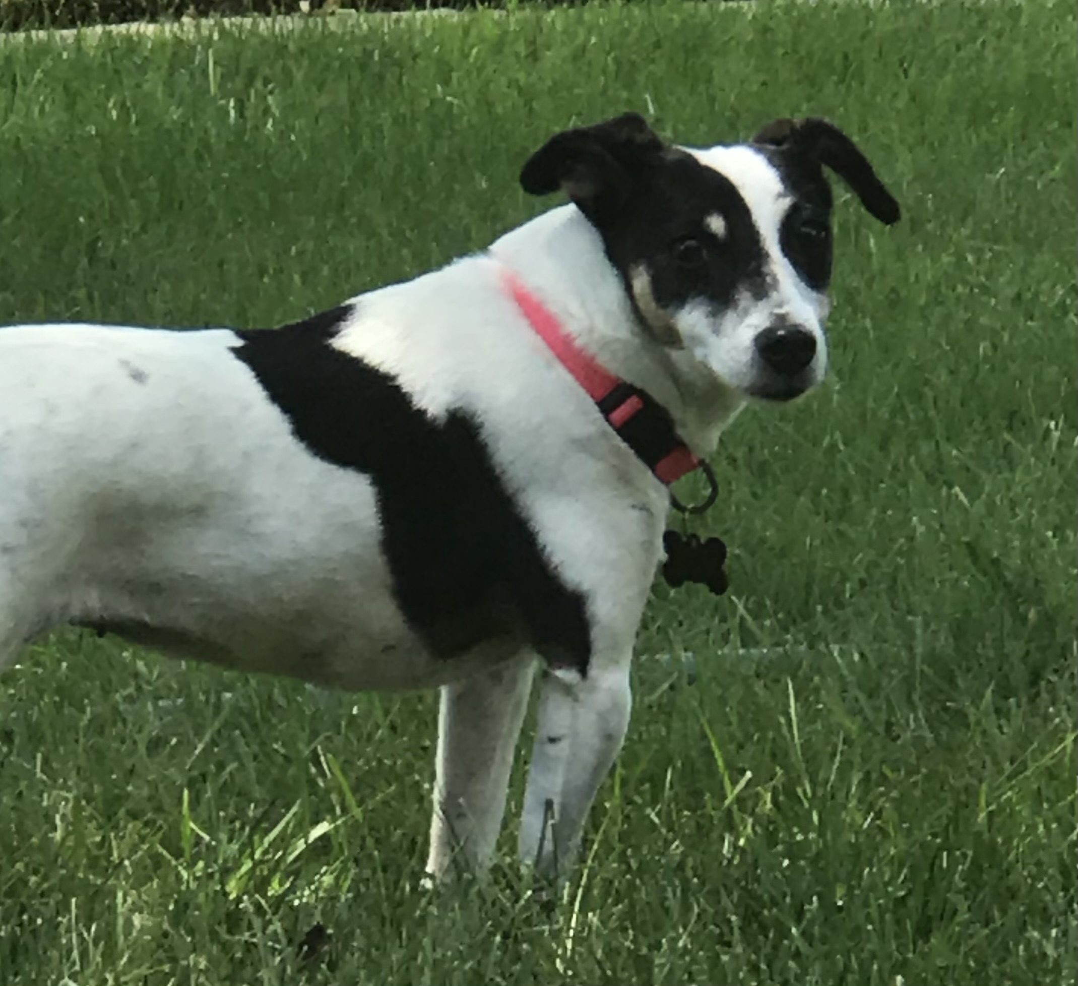 Small black and white dog with a pink collar standing on grass.