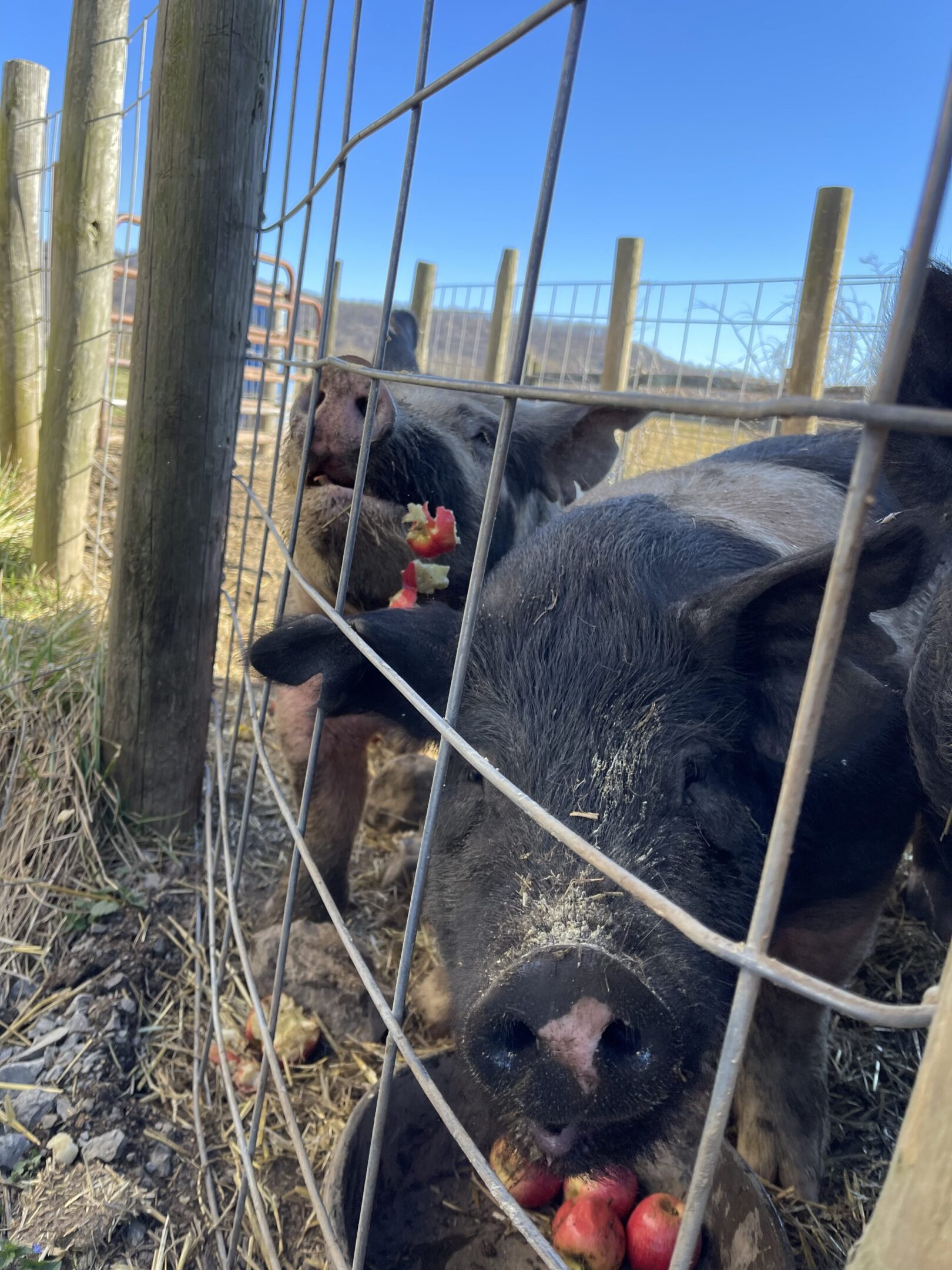 Close-up of cows behind a wire fence on a farm.