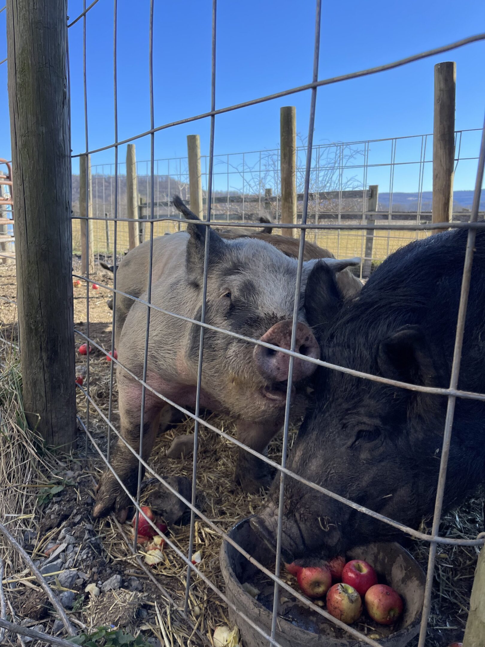 Two pigs nuzzling inside a fenced pen under a clear blue sky.