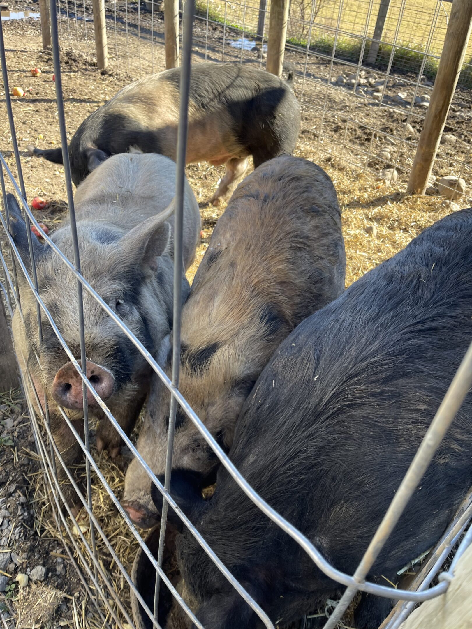 Group of pigs gathered near a fence on farm ground.