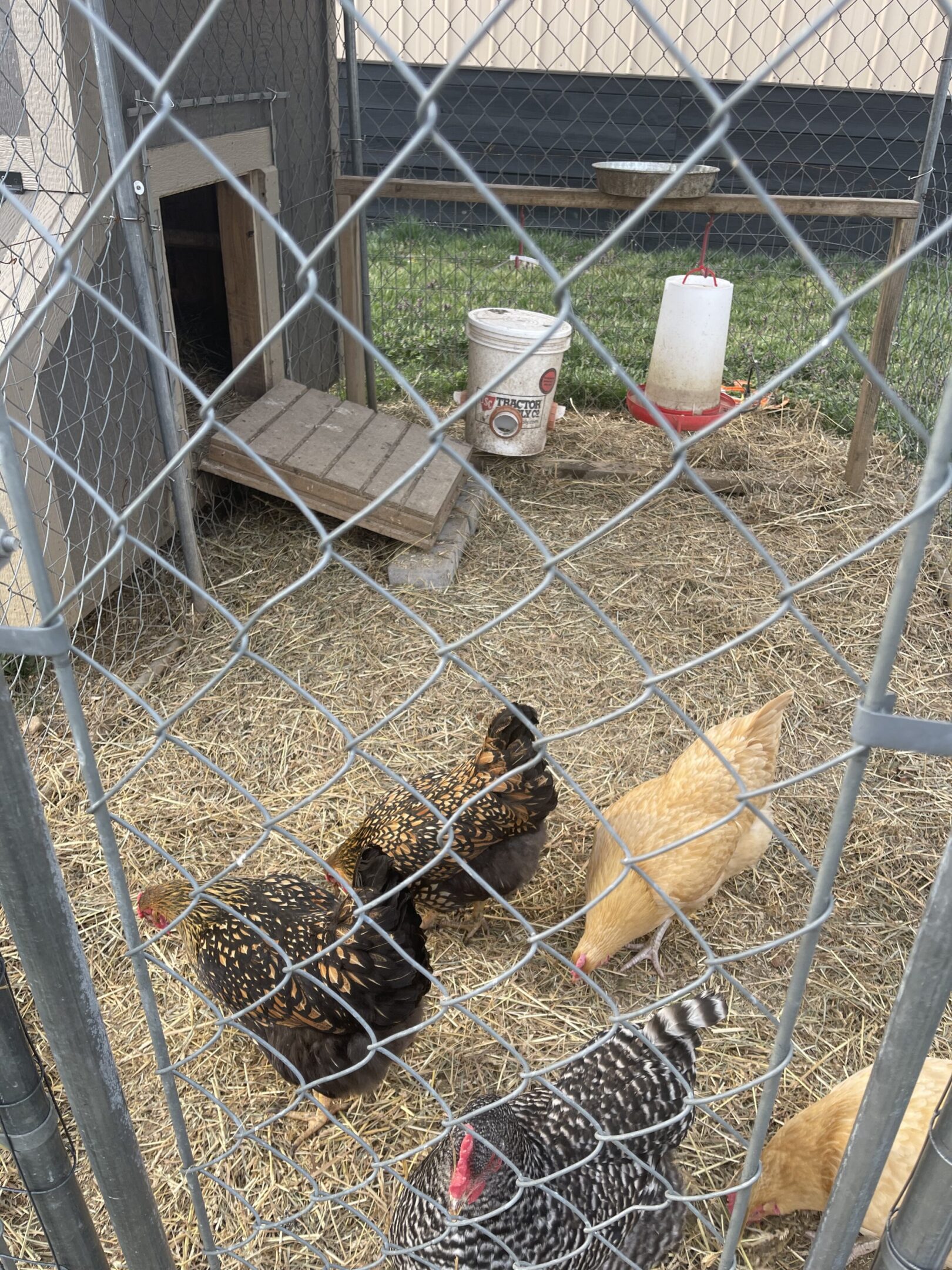 Chickens pecking inside a fenced enclosure with feeders and a small shelter.