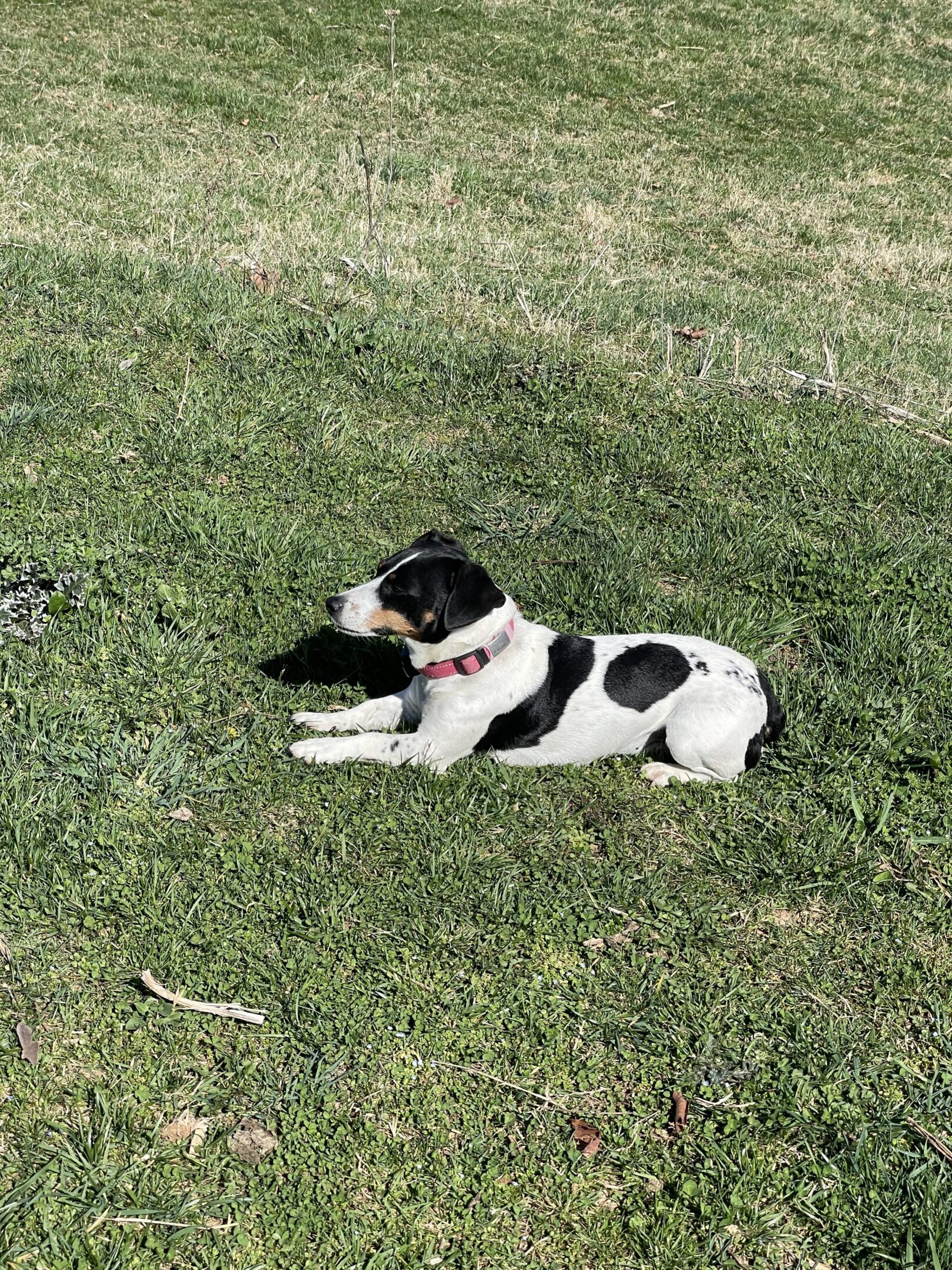 Small black and white dog lying on grass in the sun.