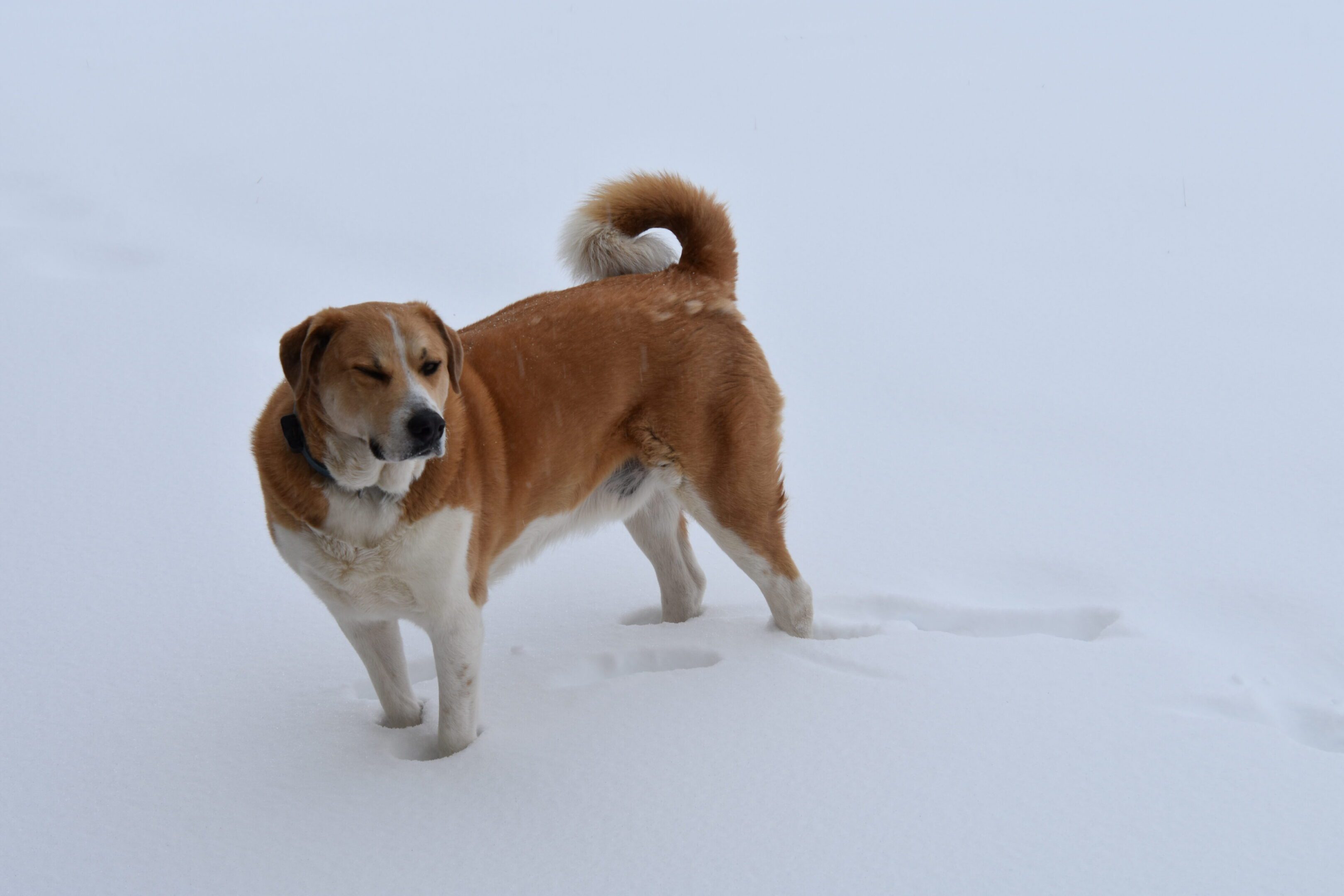 A brown and white dog walking in the snow with a curious expression.