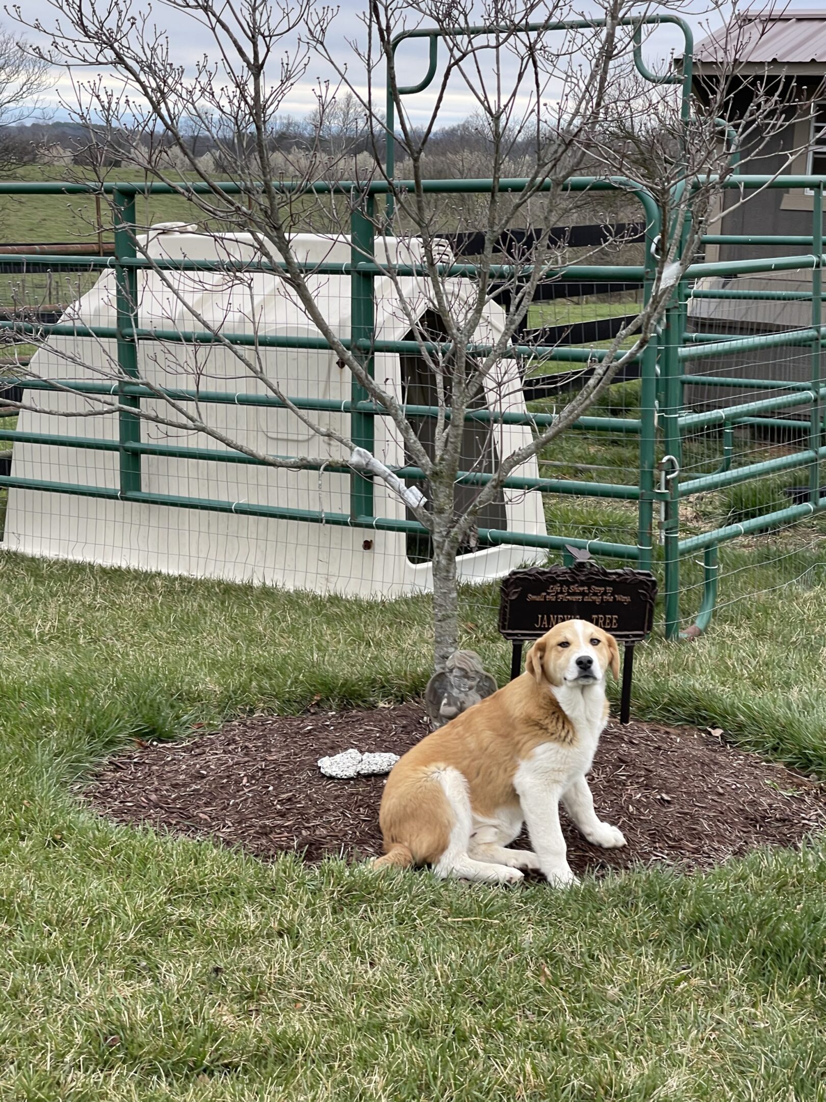 A dog sitting near a tree with a tire swing in a backyard.
