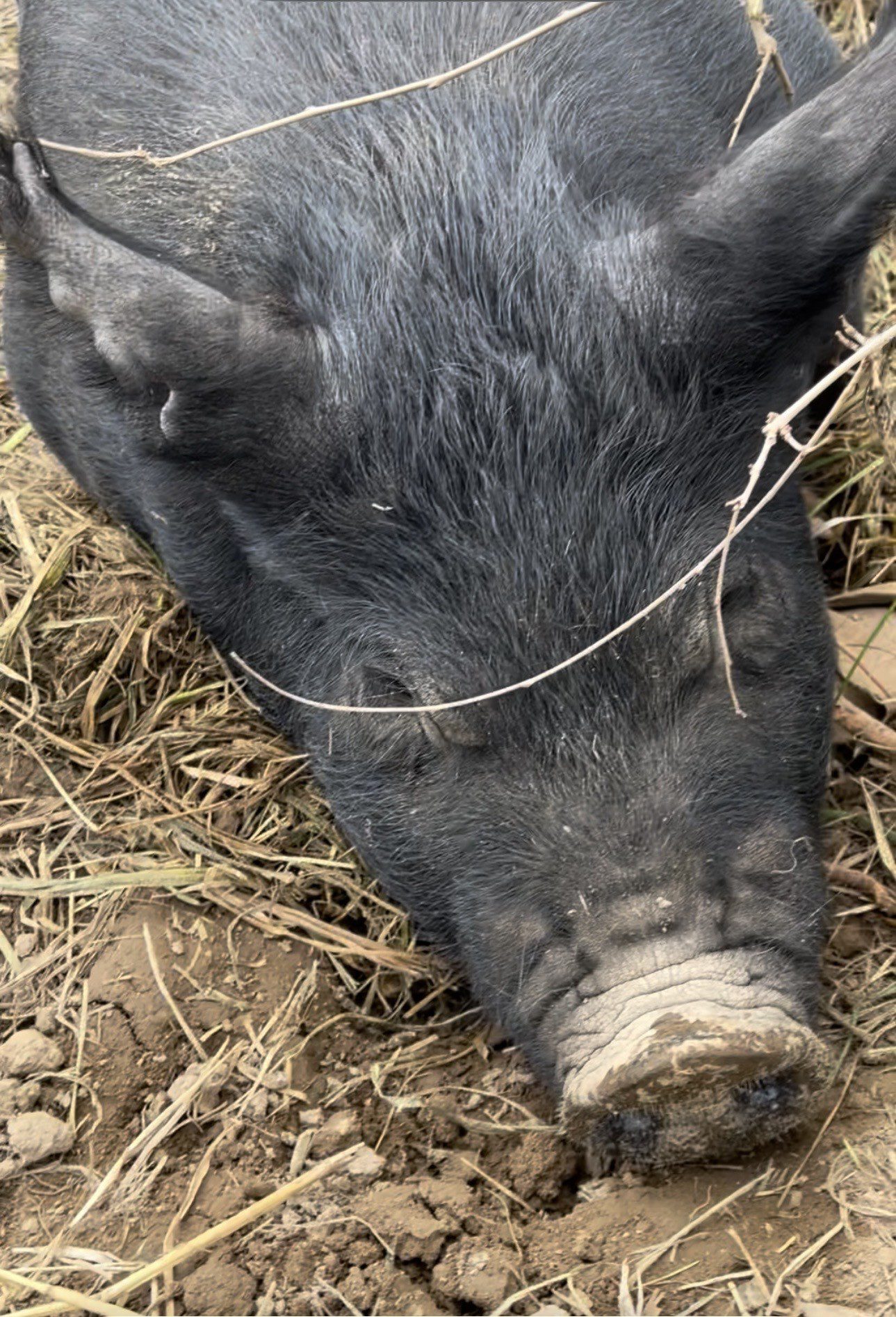 Close-up of a black pig resting on hay.