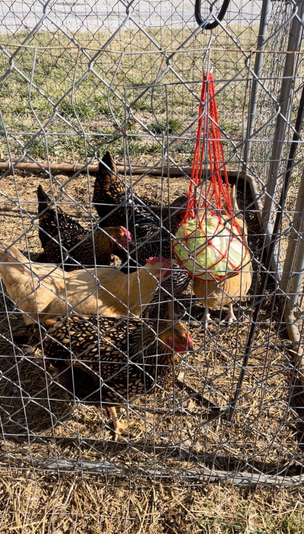 Two goats eating from a hanging feeder inside a fenced area.