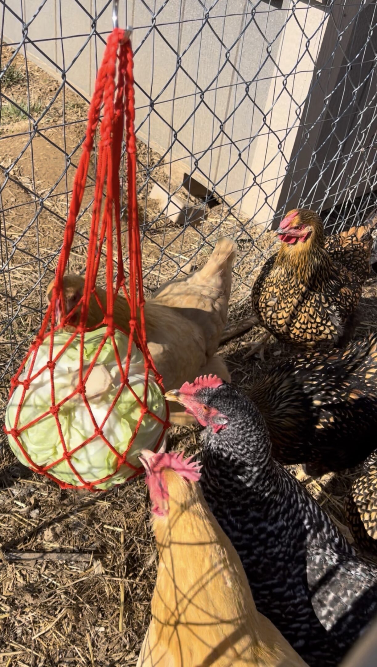 Chickens pecking around a hanging cabbage in a net.