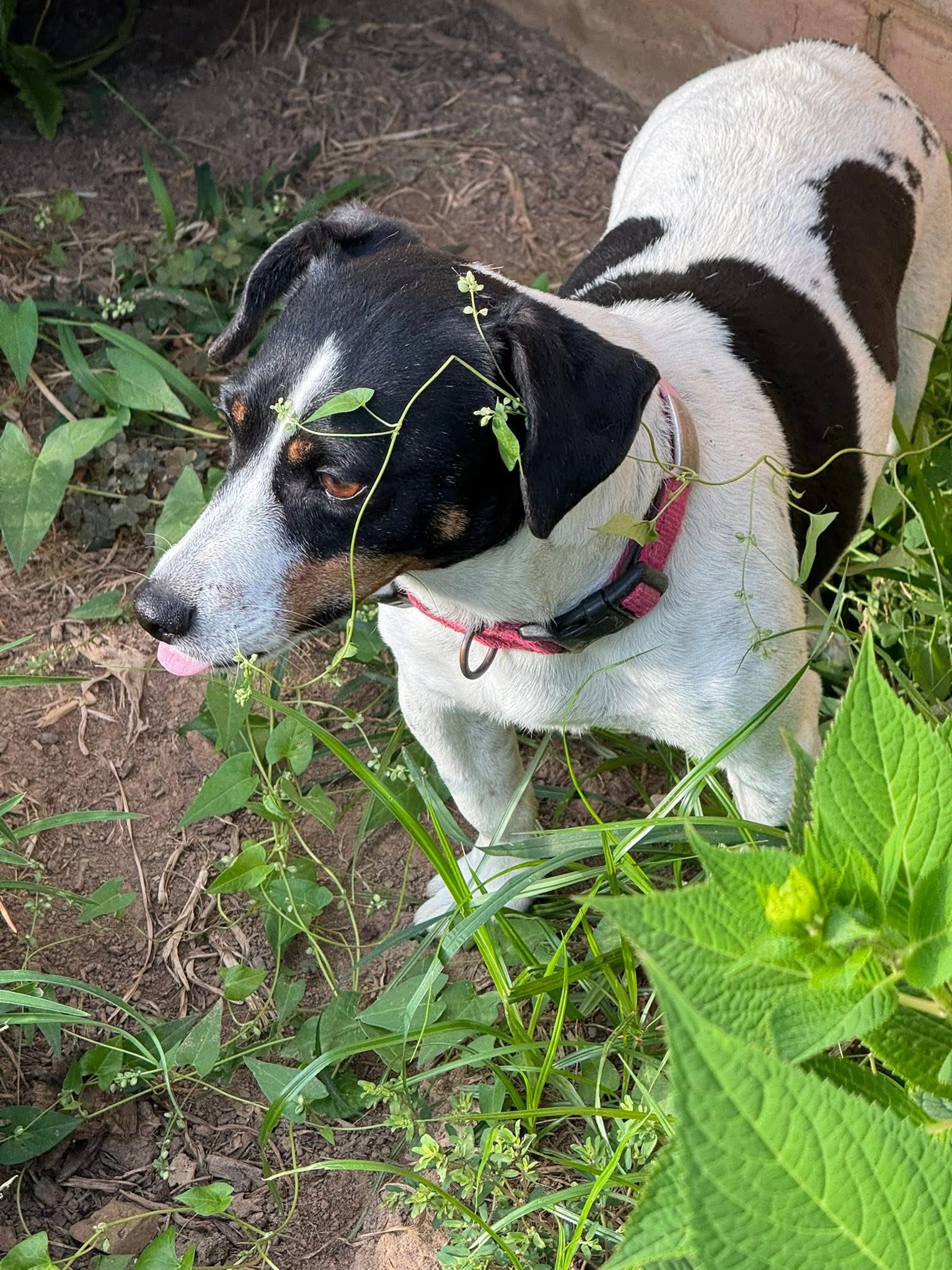 A black and white dog standing among green plants outdoors.