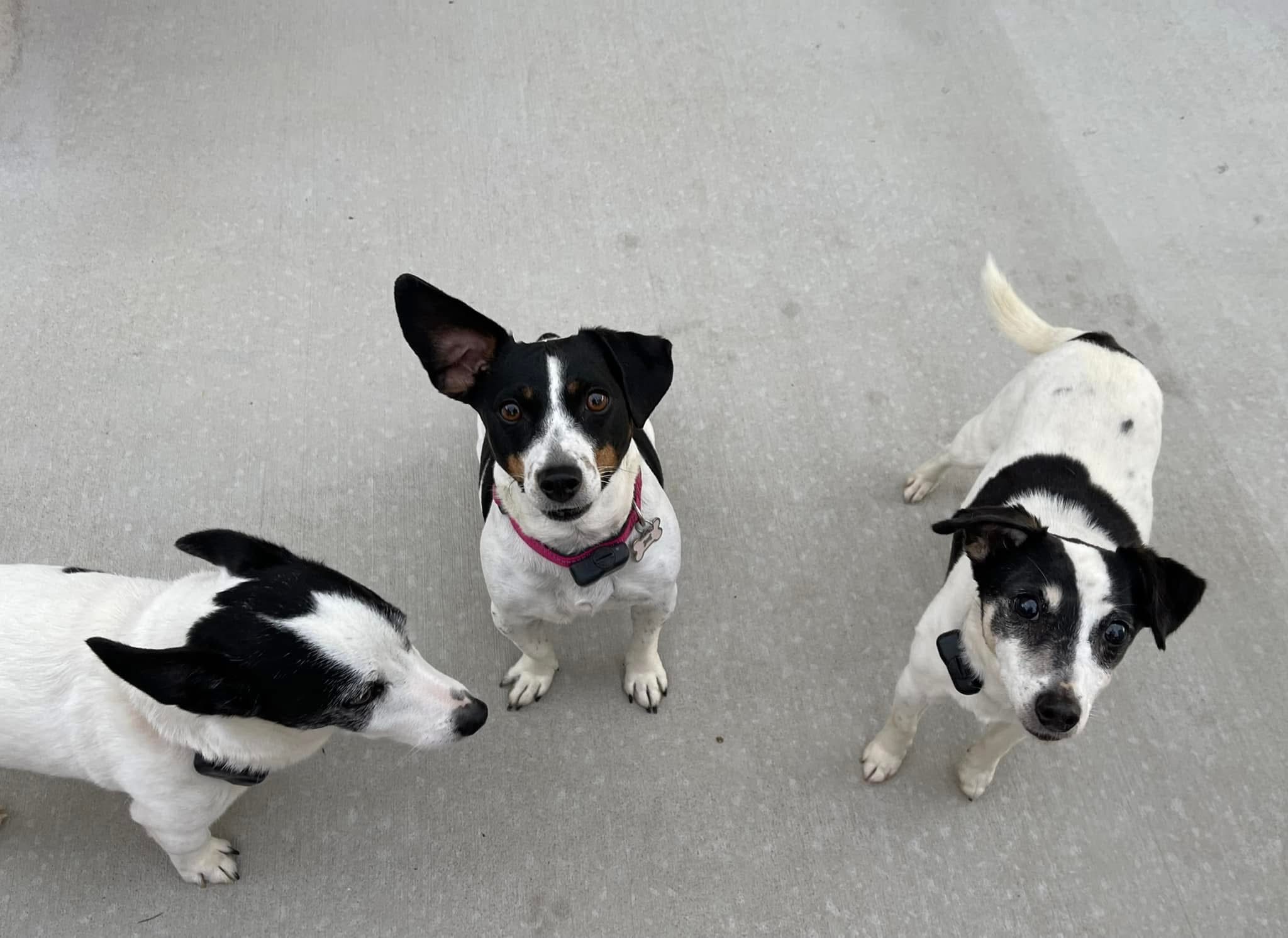 Three playful black and white puppies on a gray floor.