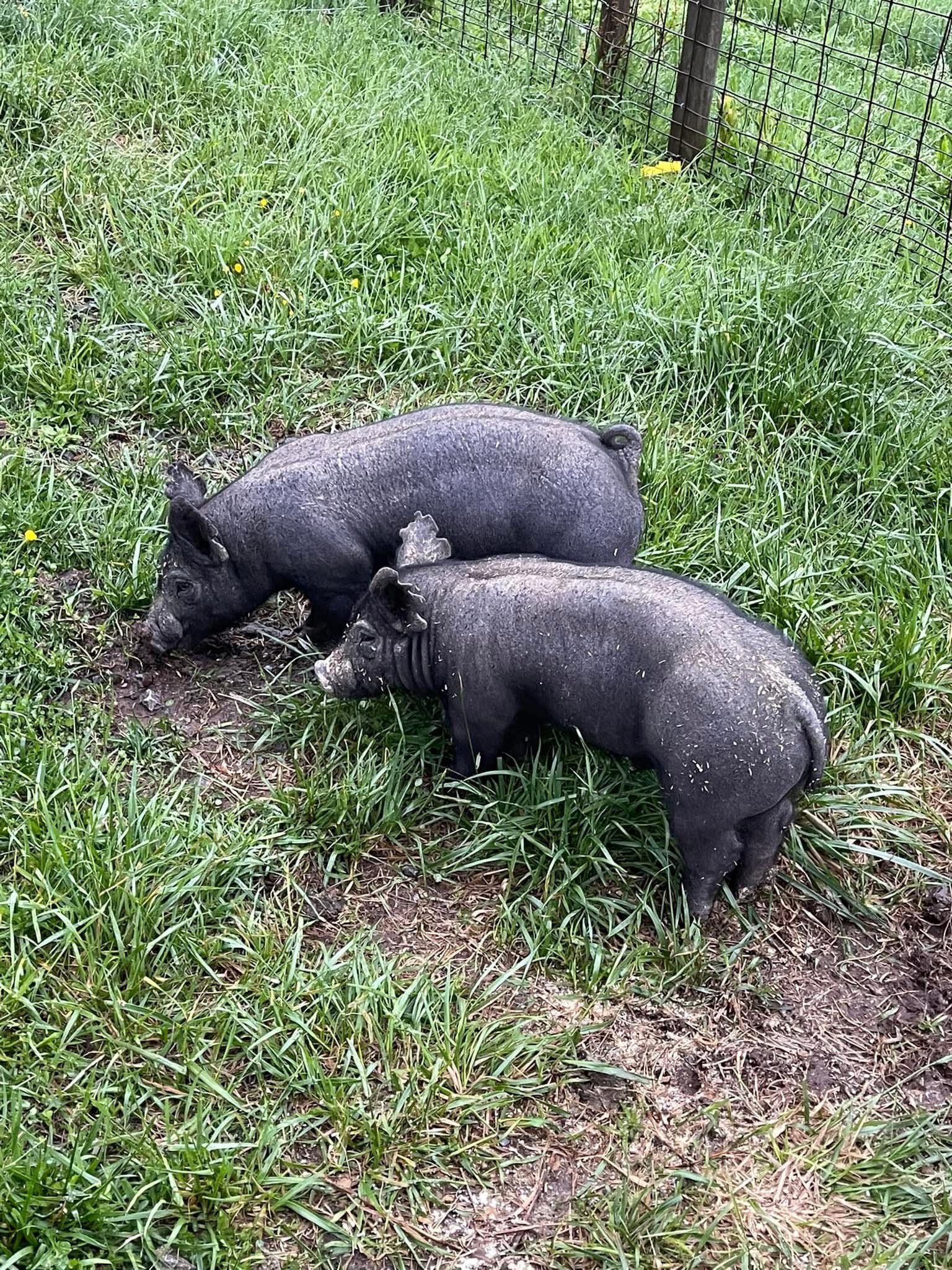 Two small black pigs grazing on green grass.