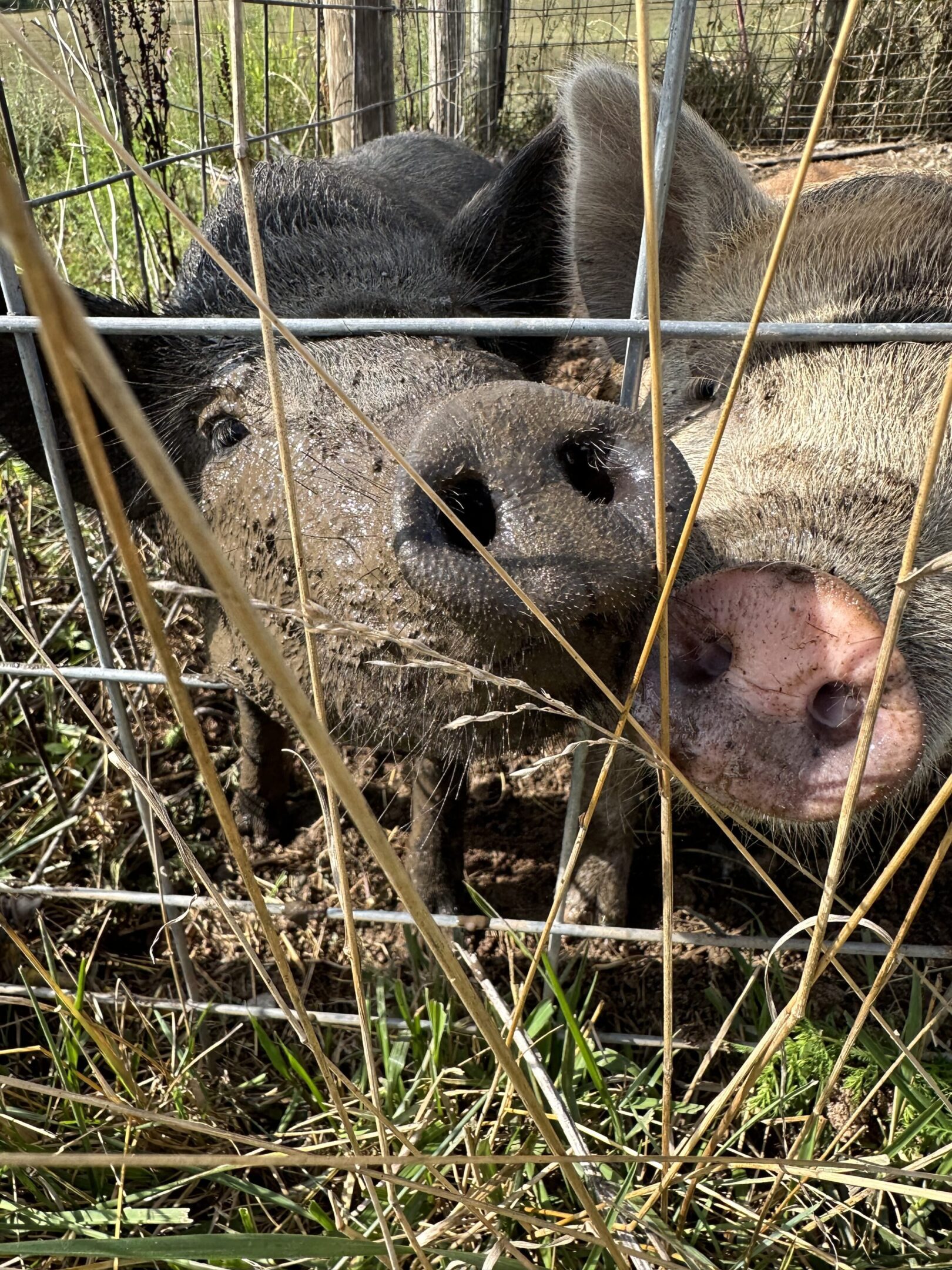 Two pigs peeking through a metal fence in a grassy area.