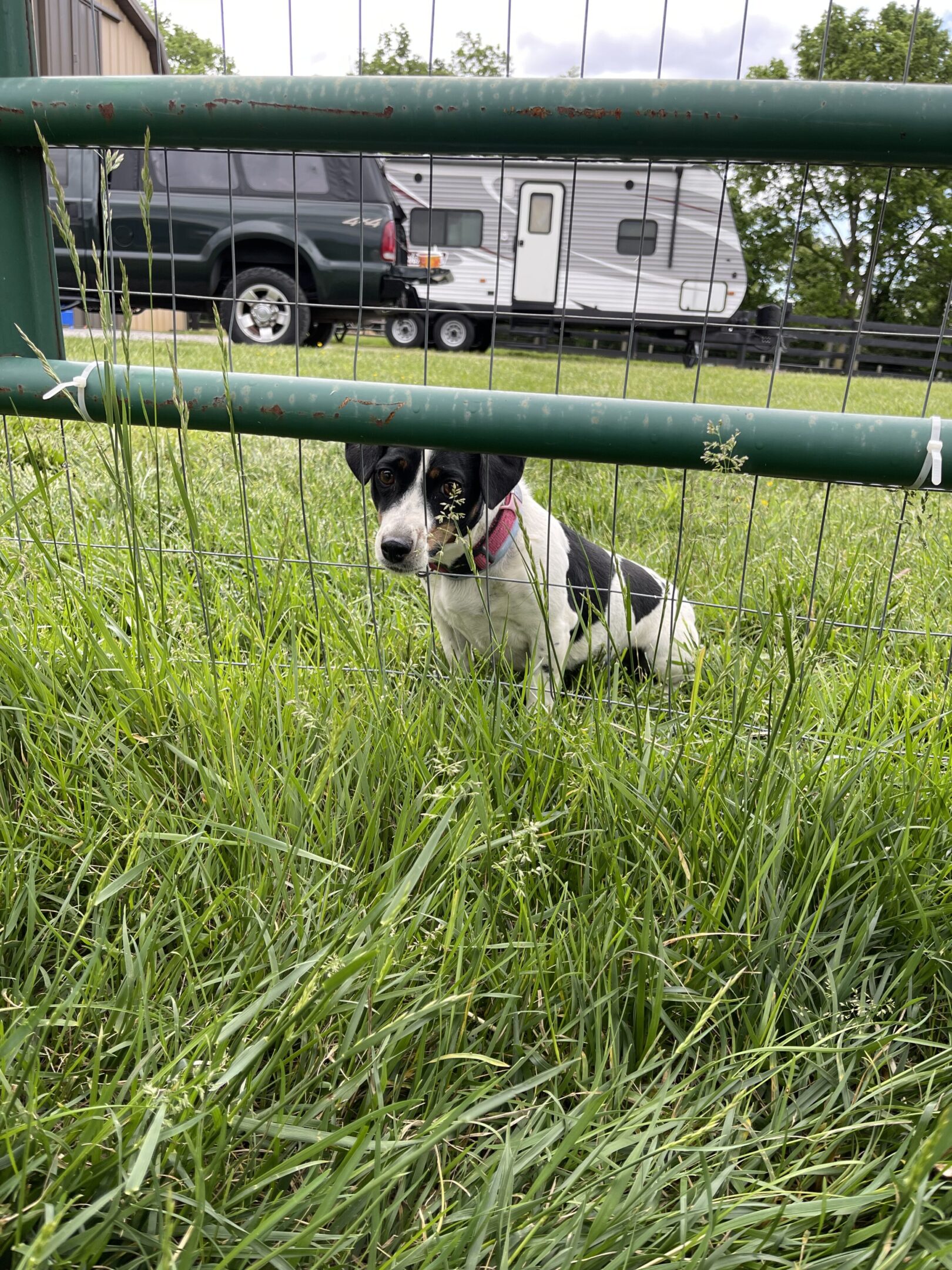 A black and white dog sitting in tall grass behind a metal fence.