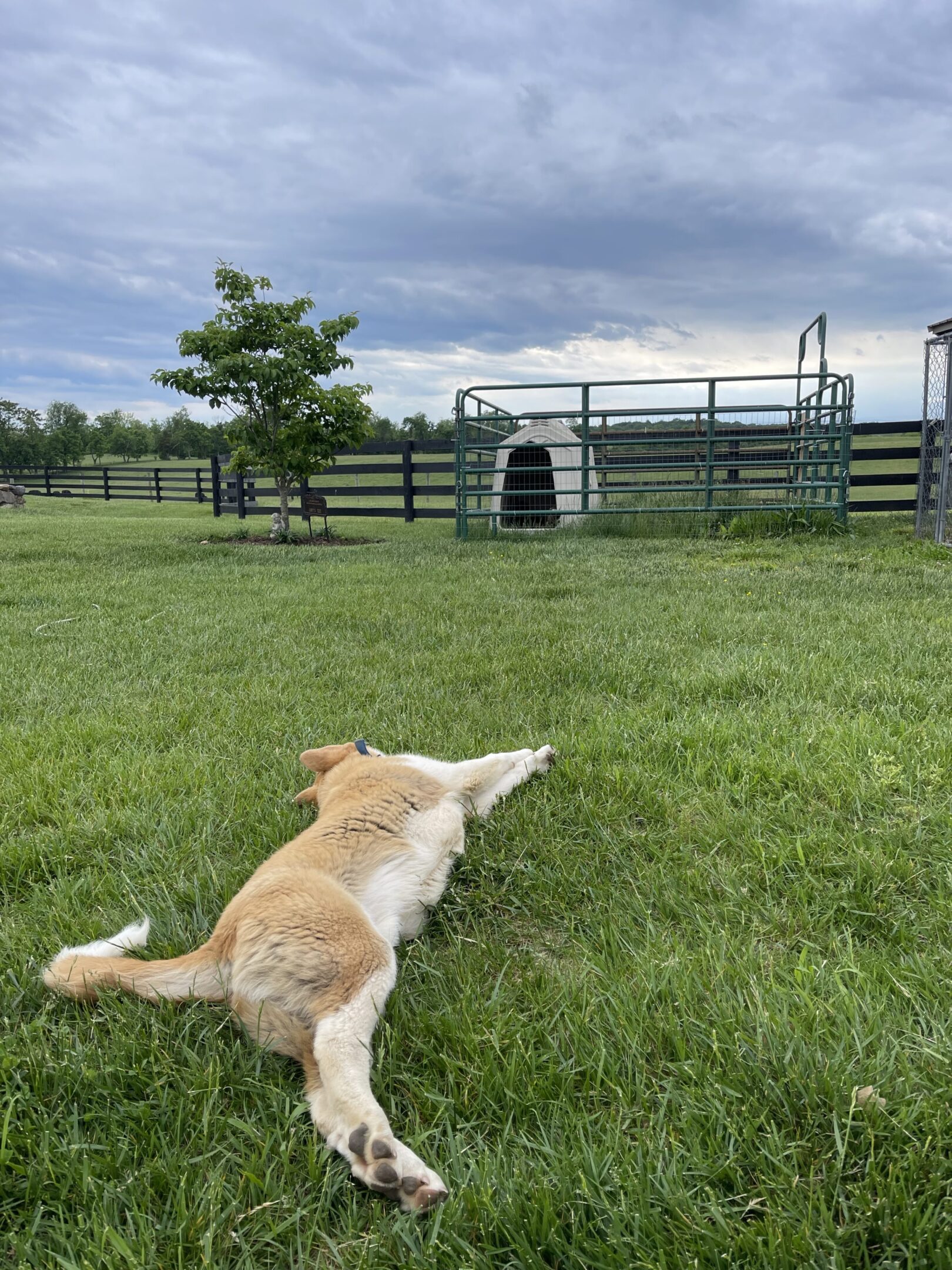 A dog lying on green grass in front of a fenced shelter under a cloudy sky.
