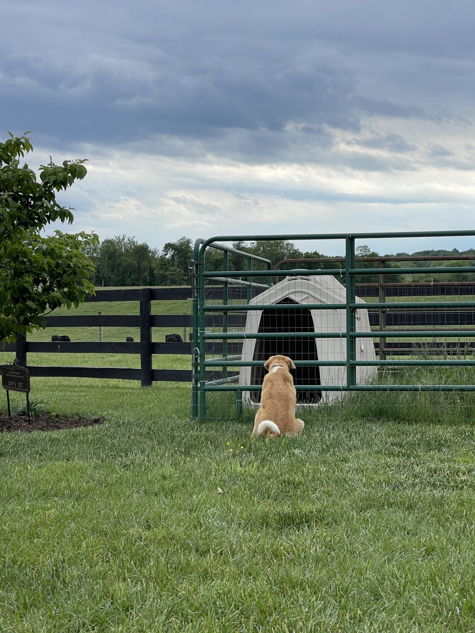 A dog sitting outside a fenced doghouse under a cloudy sky.