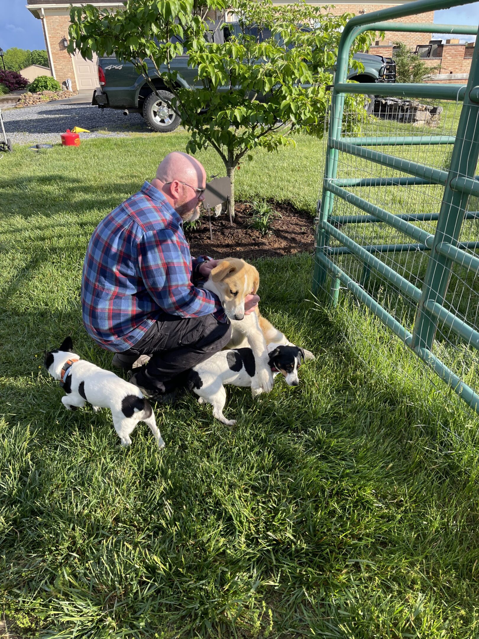 Man petting a dog surrounded by puppies in a grassy yard.