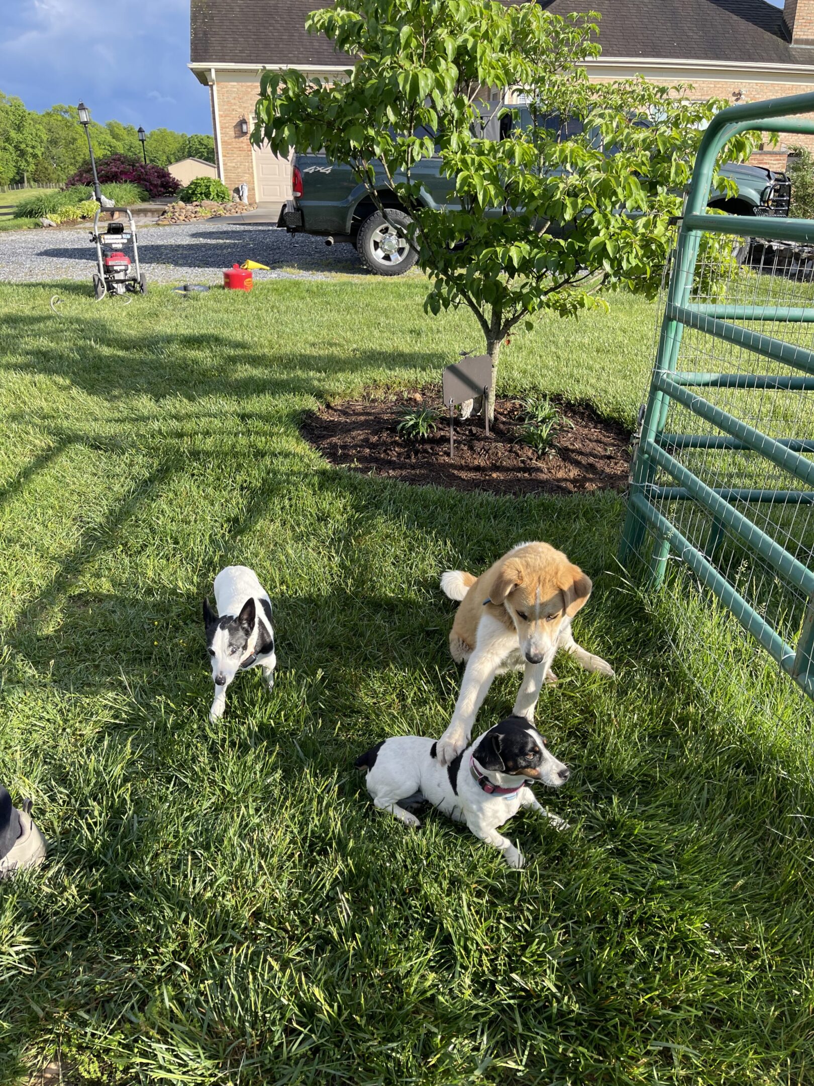 Three dogs playing on a sunny lawn near a tree and a metal gate.
