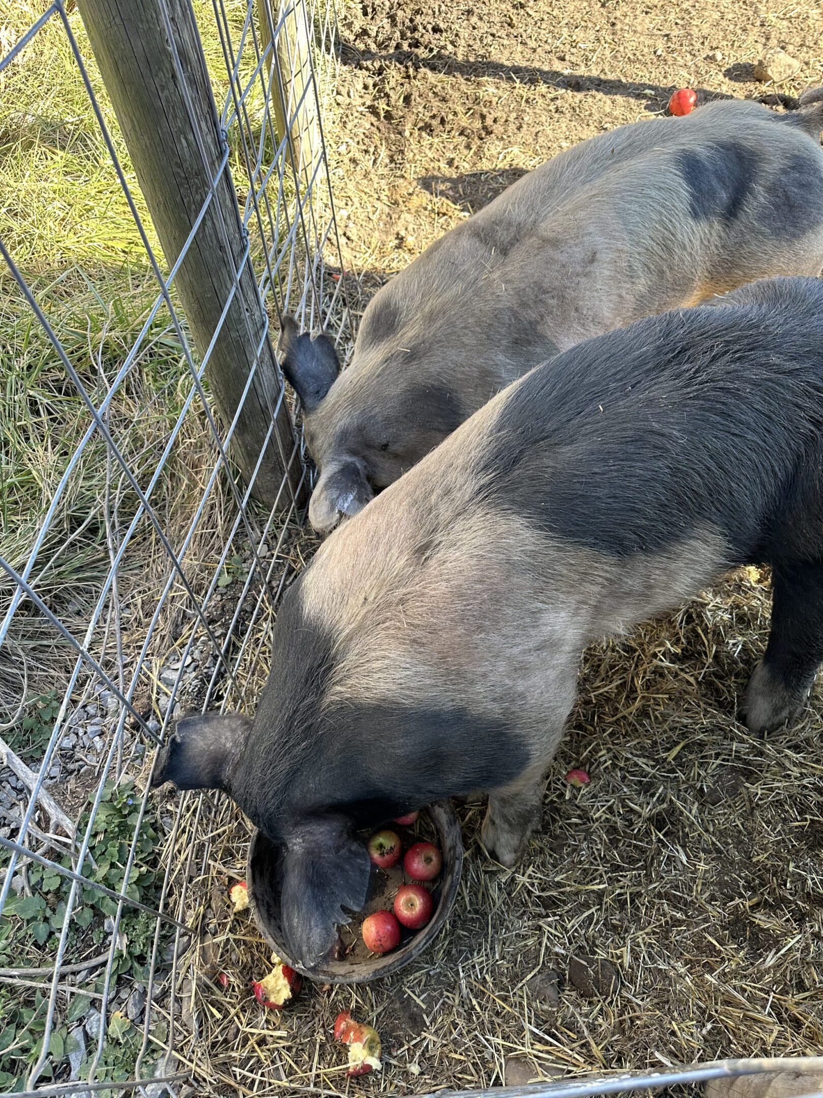 Two pigs eating apples near a wire fence.