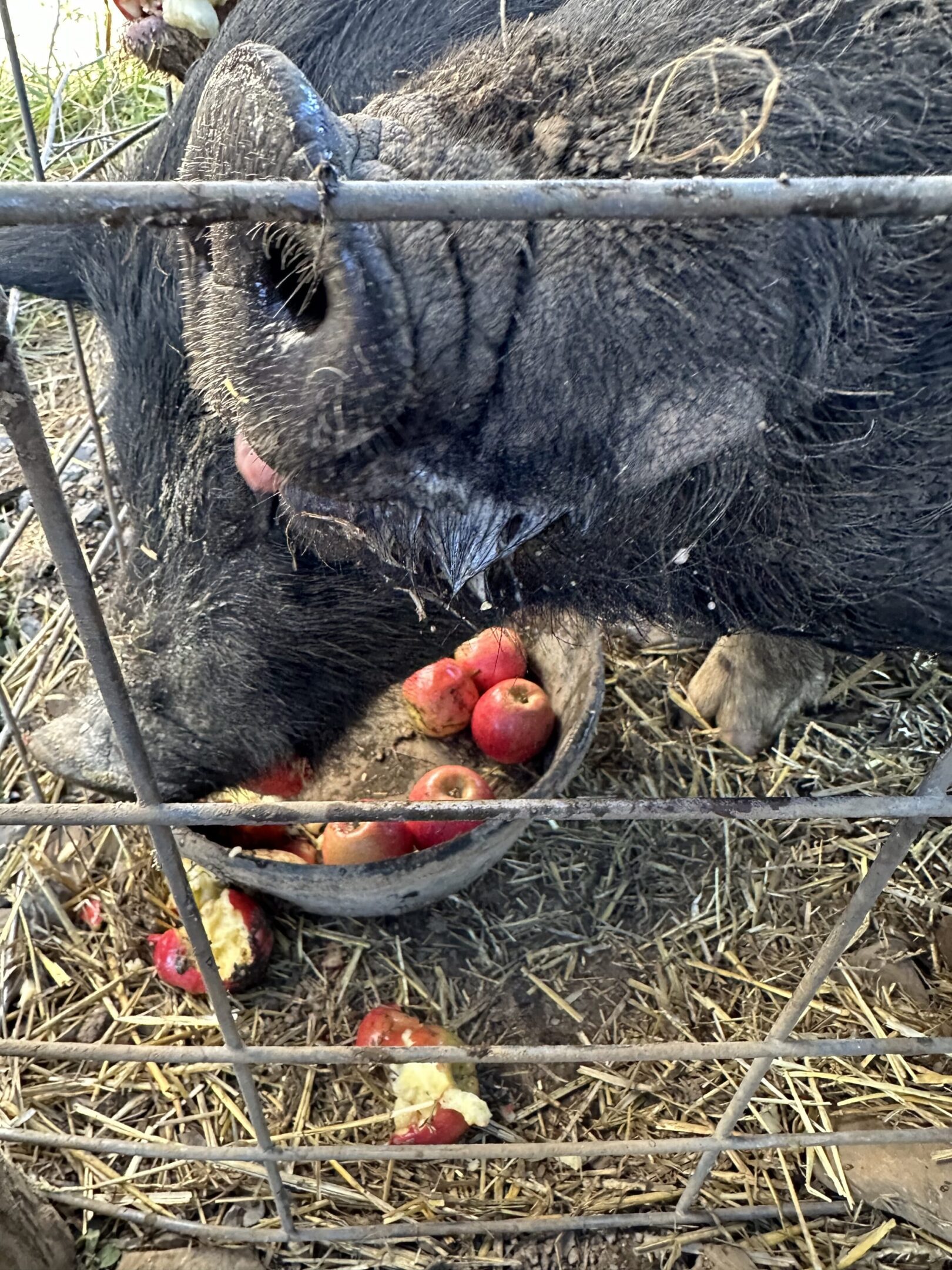 A pig eating apples behind a wire fence.