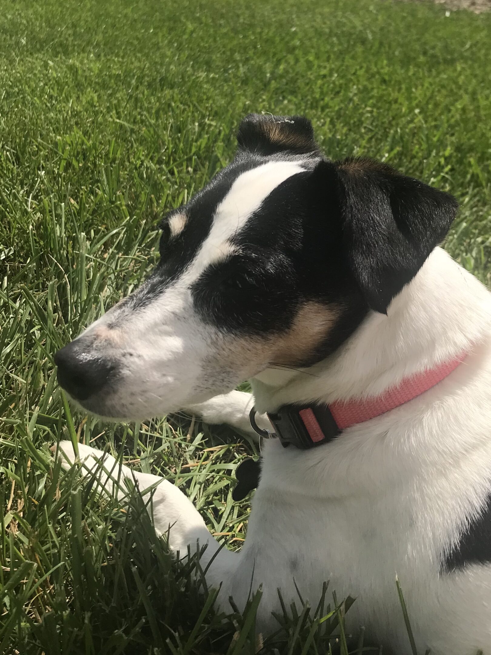 A black and white dog with a pink collar in green grass.