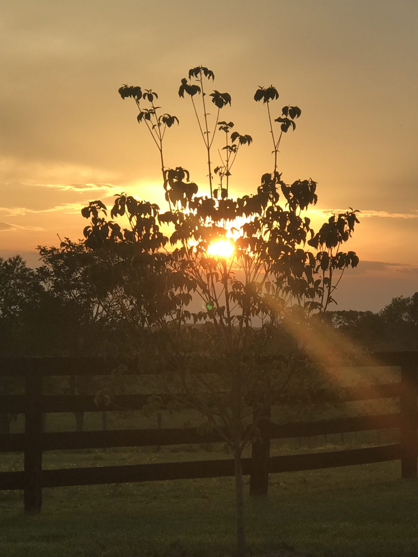 Sunset shining through tree branches with a fence in the foreground.