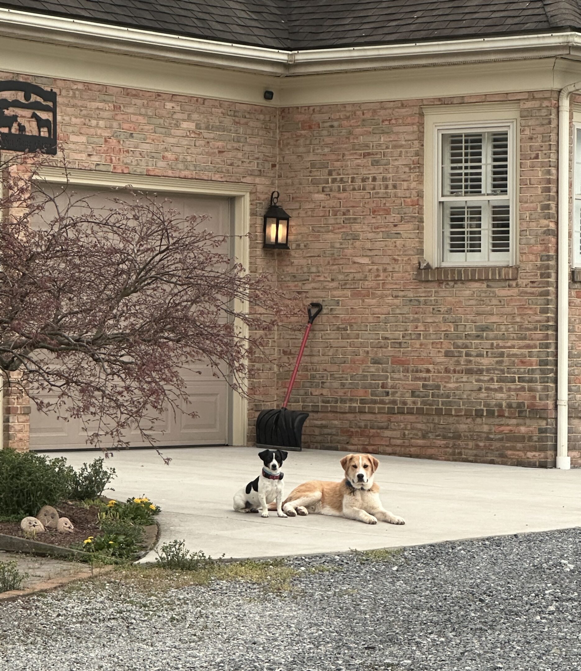 Two dogs lounging on a driveway in front of a brick house.